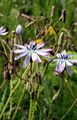 Blauer Lattich - Lactuca perennis L.