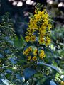 Yellow Loosestrife - Lysimachia vulgaris L.