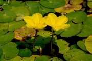 Fringed Water-Lily - Nymphoides peltata (S. G. Gmel.) Kuntze