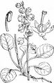 Intermediate Wintergreen - Pyrola media Sw.