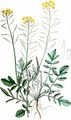 Wilde Sumpfkresse - Rorippa sylvestris (L.) Besser