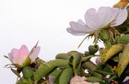 Falsche Heckenrose - Rosa subcollina (Christ) Vuk.