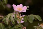 Filz-Rose - Rosa tomentosa Sm.