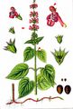 Hedge Woundwort - Stachys sylvatica L.