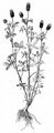 Brauner Klee - Trifolium spadiceum L.