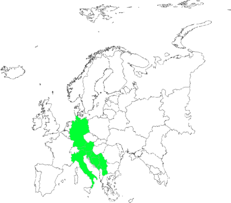 Galium noricum