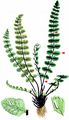 Maidenhair Spleenwort - Asplenium trichomanes L.