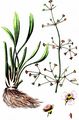 Lesser Water-Plantain - Baldellia ranunculoides (L.) Parl.