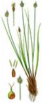 Kopf-Segge - Carex capitata L. 