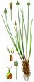 Capitate Sedge - Carex capitata L.