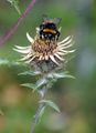 Carline Thistle - Carlina vulgaris L.