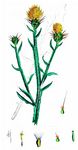 Sonnenwend-Flockenblume - Centaurea solstitialis L. 