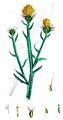 Yellow Star-Thistle - Centaurea solstitialis L.
