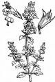 Wald-Bergminze - Clinopodium menthifolium (Host) Stace