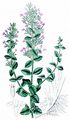 Kleinblütige Bergminze - Clinopodium nepeta (L.) Kuntze