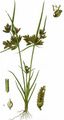 Brown Galingale - Cyperus fuscus L.