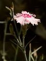 Wood Pink - Dianthus sylvestris Wulfen