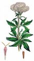Gewöhnlicher Wasserdost - Eupatorium cannabinum L.