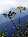 Hogweed - Heracleum sphondylium L.