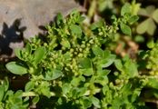 Smooth Rupturewort - Herniaria glabra L.