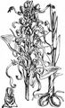 Bocks-Riemenzunge - Himantoglossum hircinum (L.) Spreng.