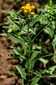German Fleabane - Inula germanica L.