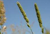 Somerset Hair-Grass - Koeleria vallesiana (Honck.) Gaudin