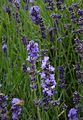 Garden Lavender - Lavandula angustifolia Mill.