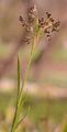 Great Wood-Rush - Luzula sylvatica (Huds.) Gaudin