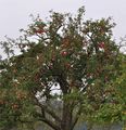 Orchard Apple - Malus pumila Mill.