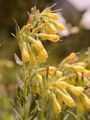 Sand Onosma - Onosma arenaria Waldst. & Kit.