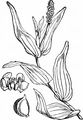 Long-Stalked Pondweed - Potamogeton praelongus Wulfen