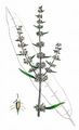Sumpf-Ampfer - Rumex palustris Sm.