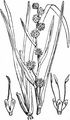 Unbranched Bur-Reed - Sparganium emersum Rehmann