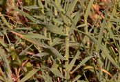 Zweizeiliger Goldhafer - Trisetum distichophyllum (Vill.) P. Beauv.