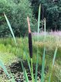 Bulrush - Typha latifolia L.