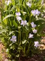 Hohes Veilchen - Viola elatior Fr.