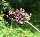 Sand Leek - Allium scorodoprasum L.