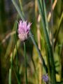 Wild Onion - Allium vineale L.