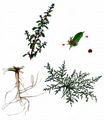 White Pigweed - Amaranthus albus L.