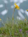 Mountain Arnica - Arnica montana L.