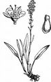Knöllchen-Knöterich - Bistorta vivipara (L.) Delarbre