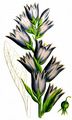 Giant Bellflower - Campanula latifolia L.