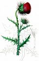 Musk Thistle - Carduus nutans L.