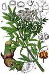 Wasserschierling - Cicuta virosa L. 