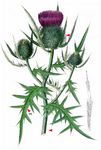 Wollköpfige Kratzdistel - Cirsium eriophorum (L.) Scop. 