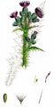 Marsh Thistle - Cirsium palustre (L.) Scop.