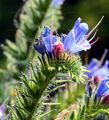 Viper's-Bugloss - Echium vulgare L.