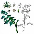 Fool's-Water-Cress - Helosciadium nodiflorum (L.) W. D. J. Koch