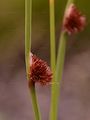 Compact Rush - Juncus conglomeratus L.